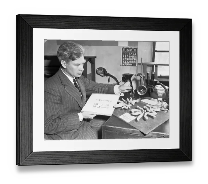 Framed Print : Inventor Calvin B. Bridges Handling Chart on Hereditary Characteristics of a Fly Framed Print : Inventor Calvin B. Bridges Handling Chart on Hereditary Characteristics of a Fly