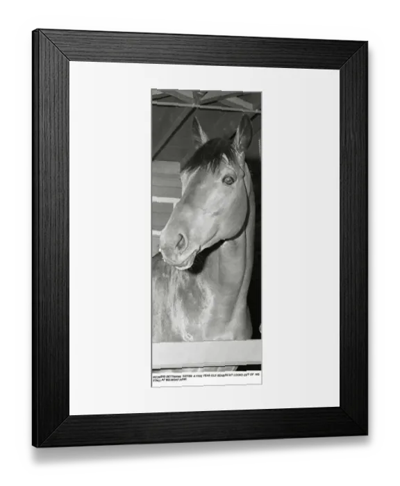 Framed Print : Seabiscuit Inside Stall Framed Print : Seabiscuit Inside Stall
