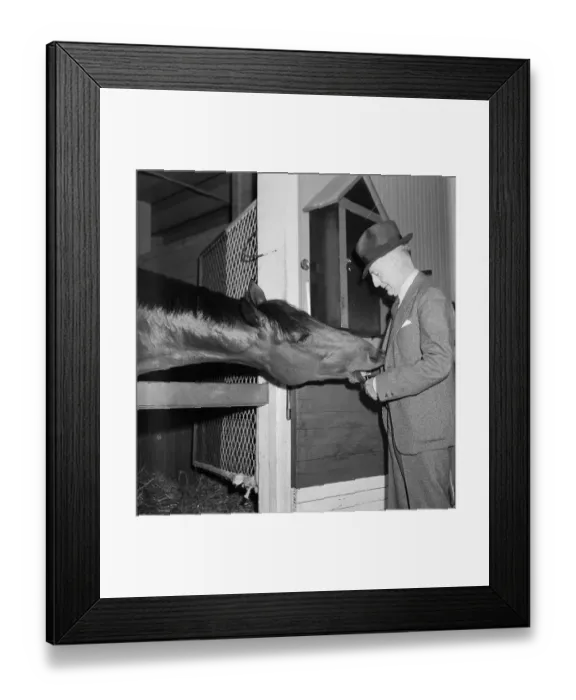 Framed Print : For A Carrot I'll Win That Match Race For You Framed Print : For A Carrot I'll Win That Match Race For You