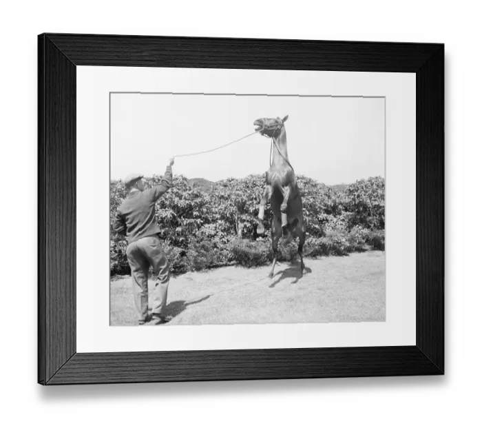 Framed Print : War Admiral With Horse Rearing Up Framed Print : War Admiral With Horse Rearing Up