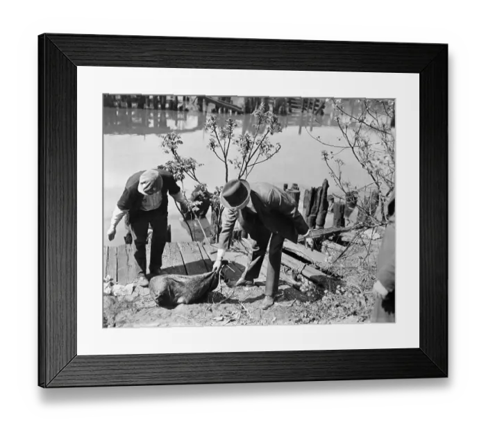 Framed Print : Cleveland Torso Murderer Strikes Again Framed Print : Cleveland Torso Murderer Strikes Again