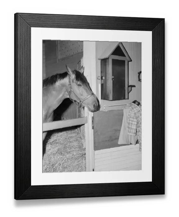 Framed Print : Racehorse Seabiscuit Framed Print : Racehorse Seabiscuit