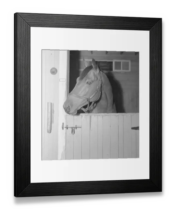 Framed Print : Racehorse Seabiscuit Framed Print : Racehorse Seabiscuit