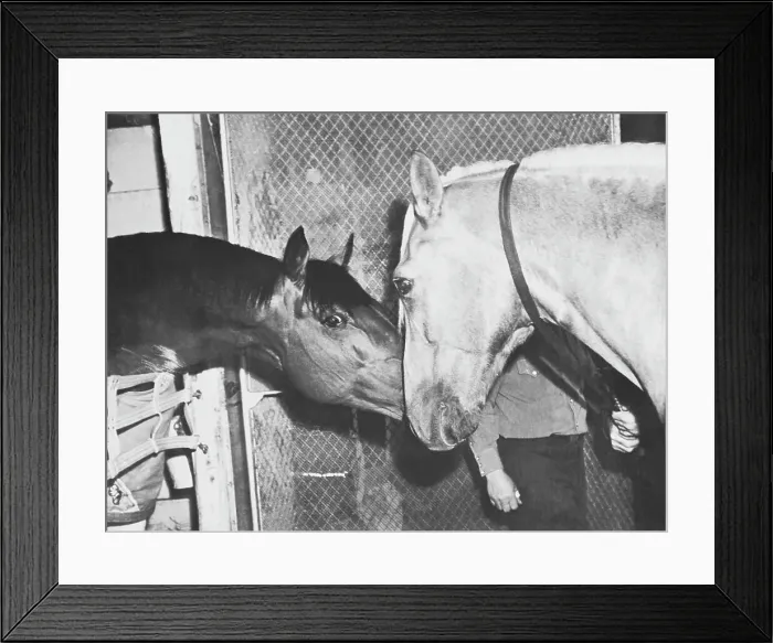 Framed Print : Seabiscuit Nuzzling Pumpkin Framed Print : Seabiscuit Nuzzling Pumpkin