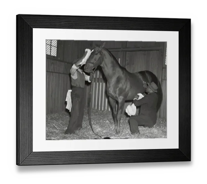 Framed Print : Man O War Being Personally Groomed Framed Print : Man O War Being Personally Groomed