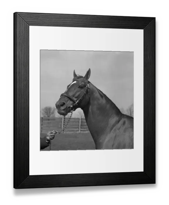 Framed Print : Man O War with Will Harbut Framed Print : Man O War with Will Harbut