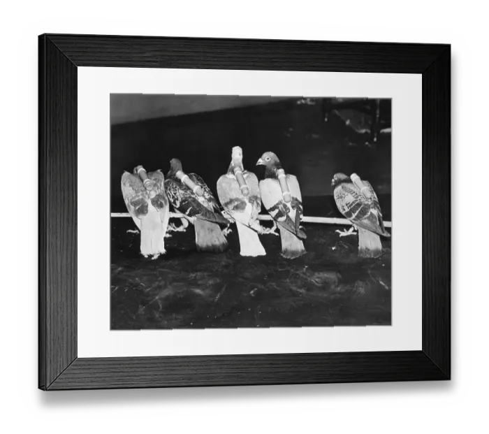 Framed Print : Carrier Pigeons Which Carry News Photos Framed Print : Carrier Pigeons Which Carry News Photos