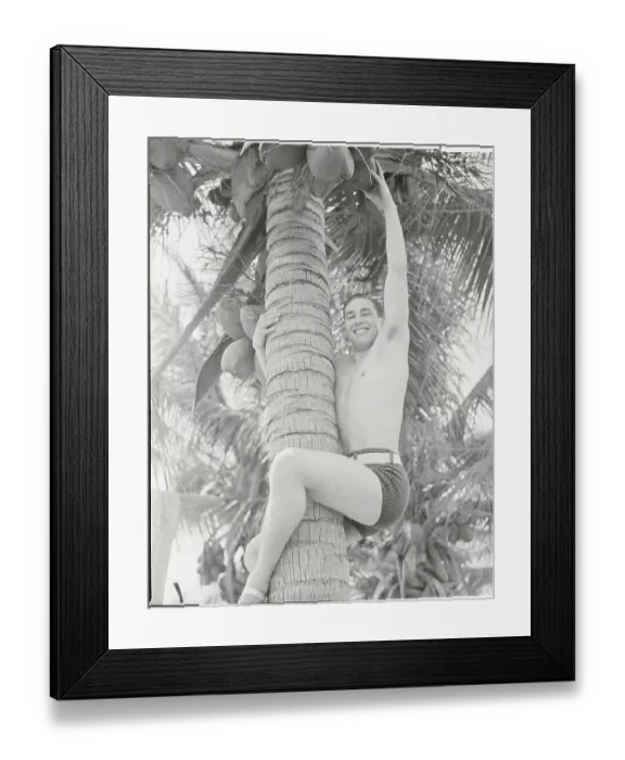 Framed Print : Baseball Favorite Bob Feller Climbing Coconut Tree Framed Print : Baseball Favorite Bob Feller Climbing Coconut Tree