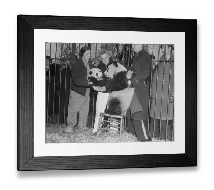 Framed Print : Mrs. William Harkness Jr. Introducing Pandas in Zoo Framed Print : Mrs. William Harkness Jr. Introducing Pandas in Zoo