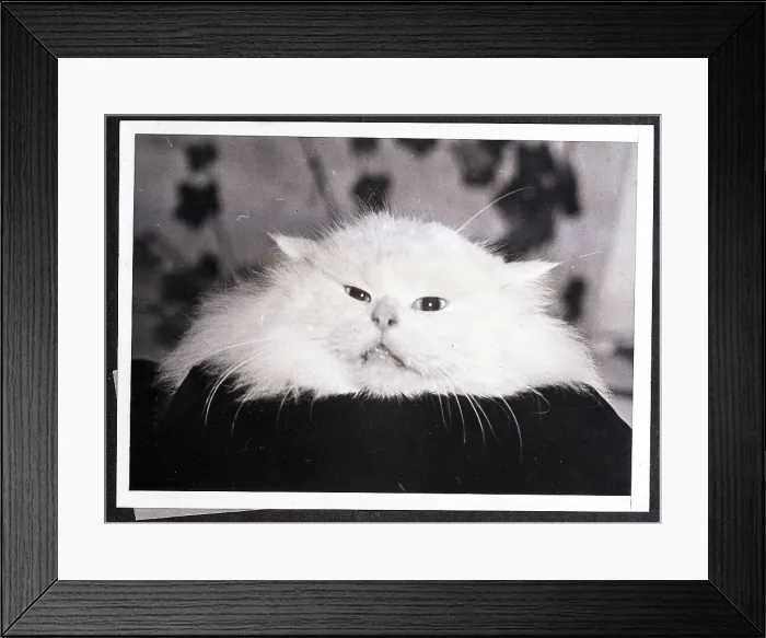Framed Print : Furry White Cat Framed Print : Furry White Cat