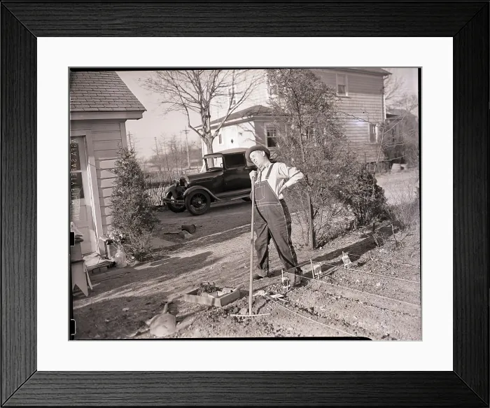 Framed Print : Man Stands with Rake Near Garden Framed Print : Man Stands with Rake Near Garden