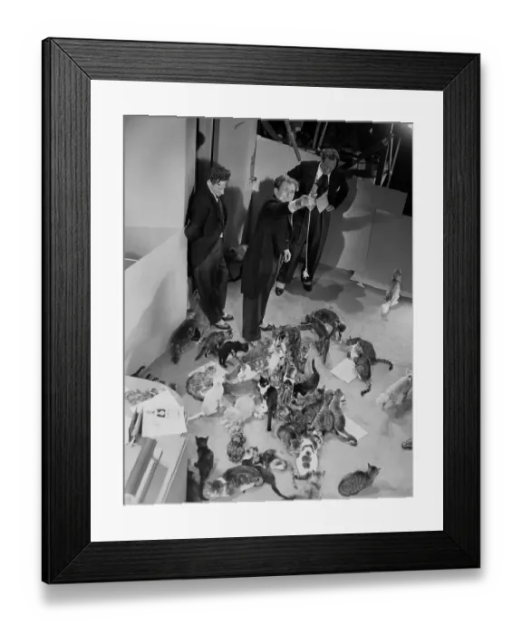 Framed Print : Feline Stars Of A Film Musical Framed Print : Feline Stars Of A Film Musical