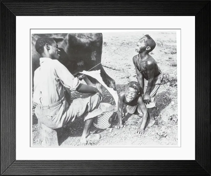 Framed Print : Man Squirting Cow's Milk at Children