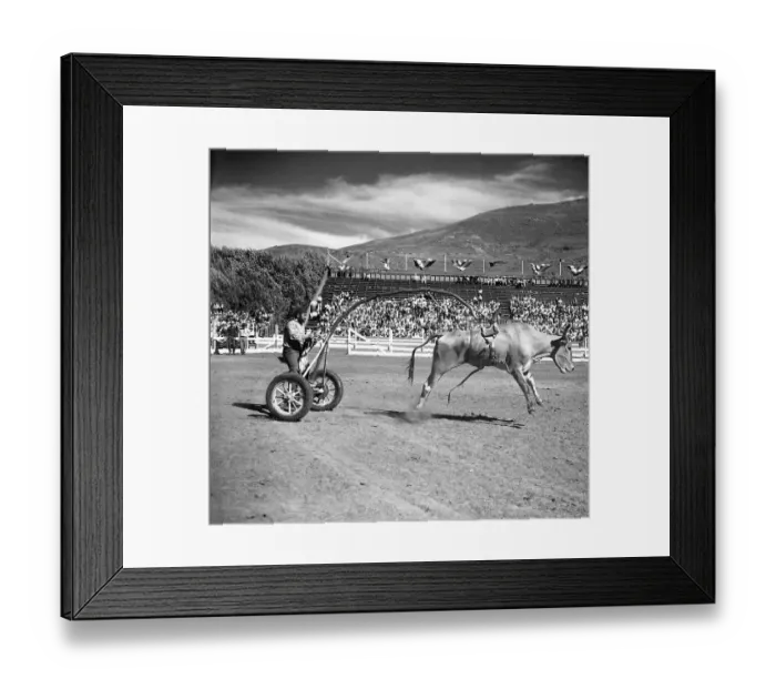 Framed Print : Man Riding Harnessed Bull Framed Print : Man Riding Harnessed Bull