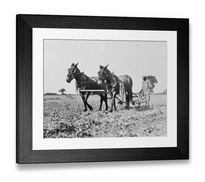 Framed Print : Man Plowing a Cotton Field