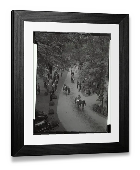 Framed Print : Horses Being Led to Race Track Framed Print : Horses Being Led to Race Track