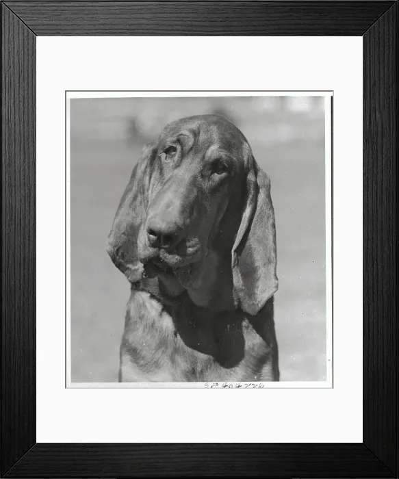 Framed Print : Portrait of Hound Dog Framed Print : Portrait of Hound Dog