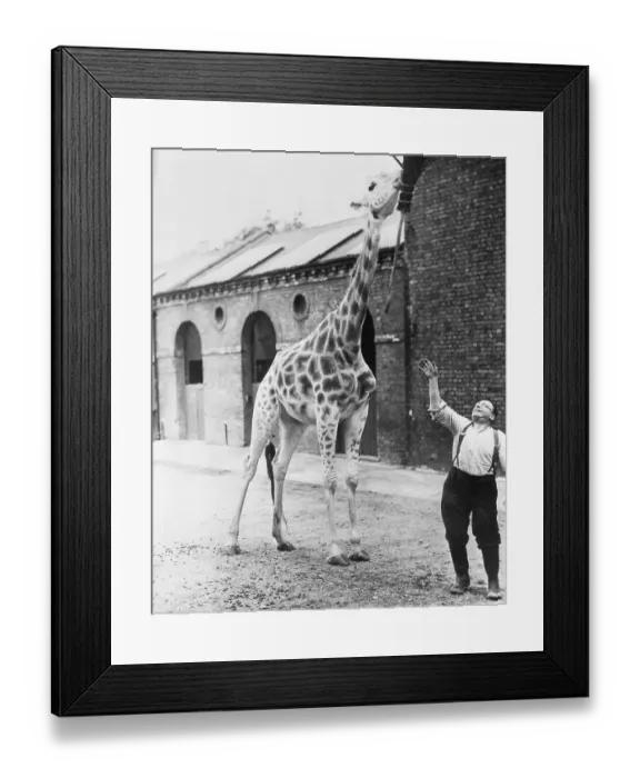 Framed Print : Confused?. The giraffe at the zoo in London, England Framed Print : Confused?. The giraffe at the zoo in London, England