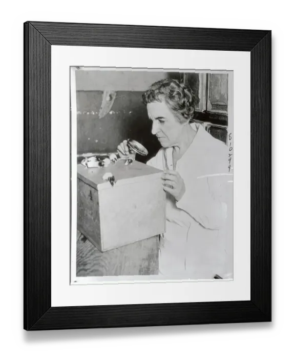 Framed Print : Dr. Maude Slye Looking at Mice with Magnifying Glass Framed Print : Dr. Maude Slye Looking at Mice with Magnifying Glass