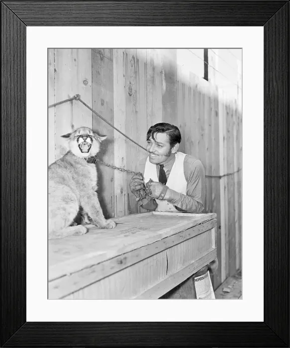 Framed Print : Clark Gable with Cougar Kitten