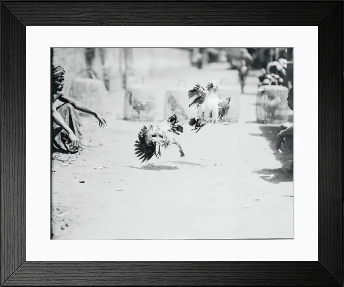 Framed Print : Fighting Cocks Attacking in Midair Framed Print : Fighting Cocks Attacking in Midair