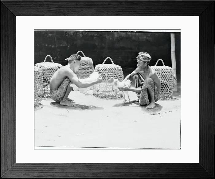 Framed Print : Handlers Restraining Cocks Before Fight Framed Print : Handlers Restraining Cocks Before Fight