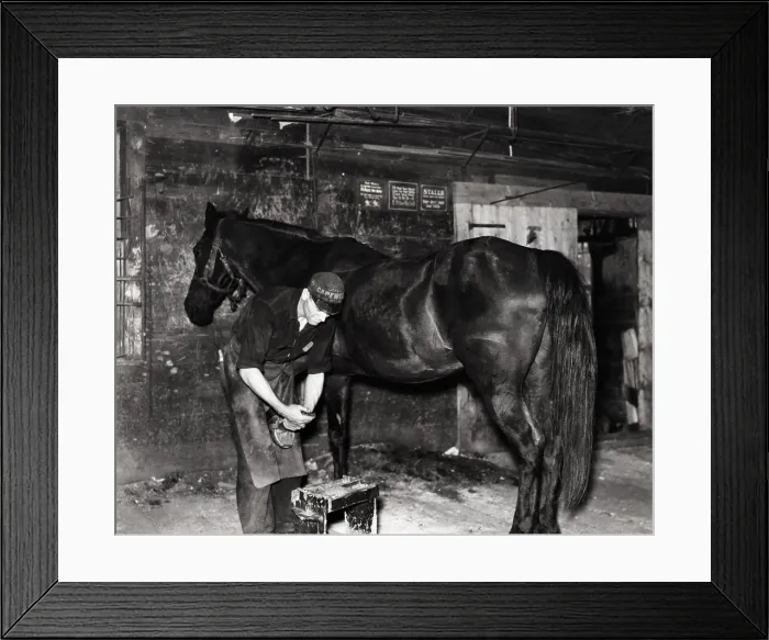 Framed Print : Blacksmith Shoeing A Horse In A Stable Framed Print : Blacksmith Shoeing A Horse In A Stable