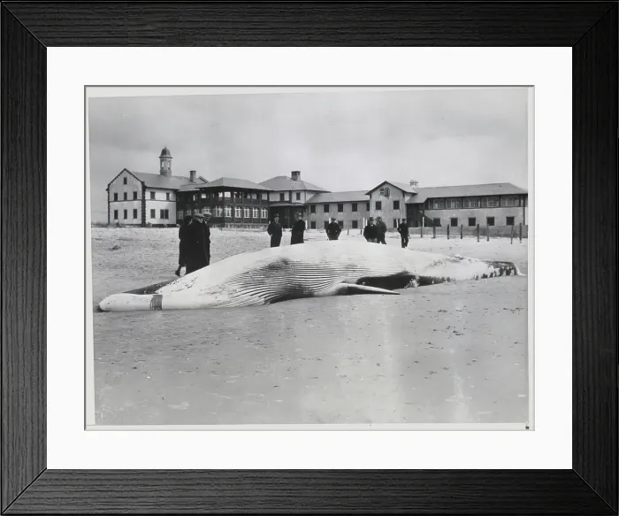 Framed Print : Whale Beached on Shore Framed Print : Whale Beached on Shore