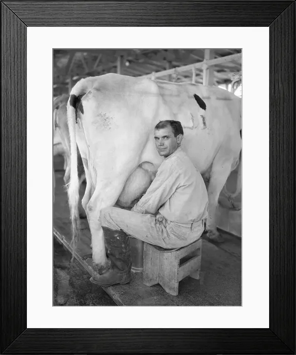 Framed Print : Price W. Johnson Milking Cow Framed Print : Price W. Johnson Milking Cow