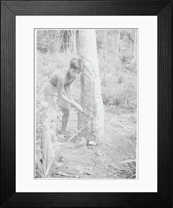Framed Print : Young Laborer Stripping Tree for Sap Framed Print : Young Laborer Stripping Tree for Sap