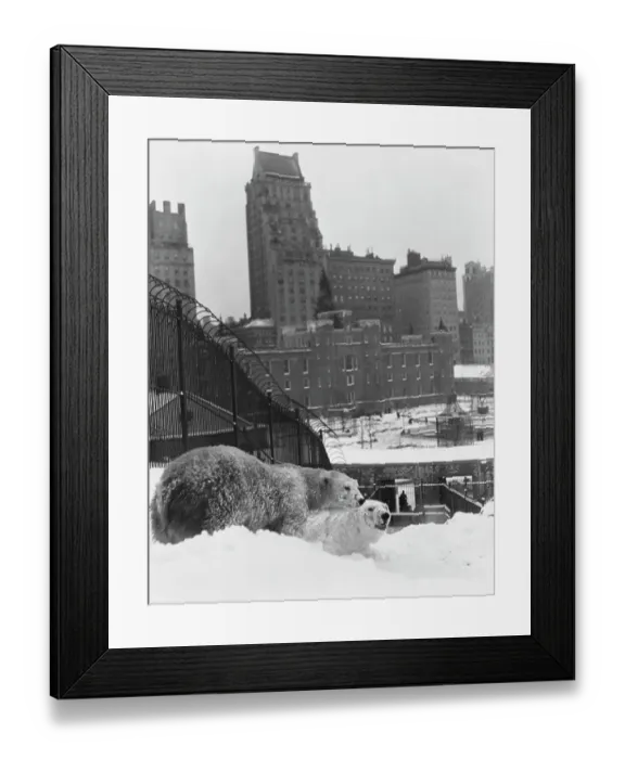 Framed Print : Central Park Zoo Framed Print : Central Park Zoo