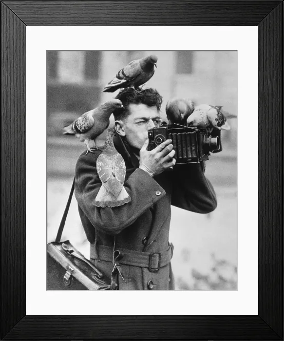 Framed Print : Photographer Acting as Pigeon Perch Framed Print : Photographer Acting as Pigeon Perch