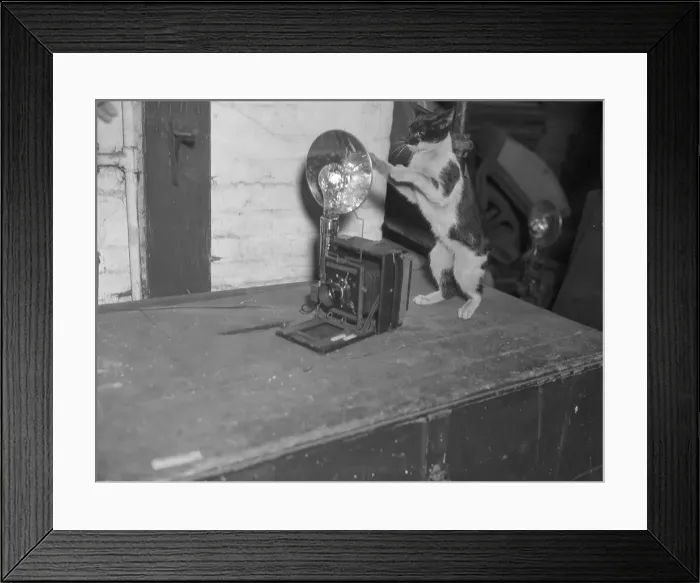 Framed Print : Cat photographing with camera