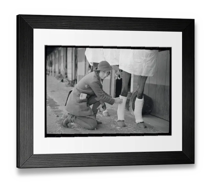 Framed Print : Miss Hirsh wrapping bandages on horse's leg Framed Print : Miss Hirsh wrapping bandages on horse's leg