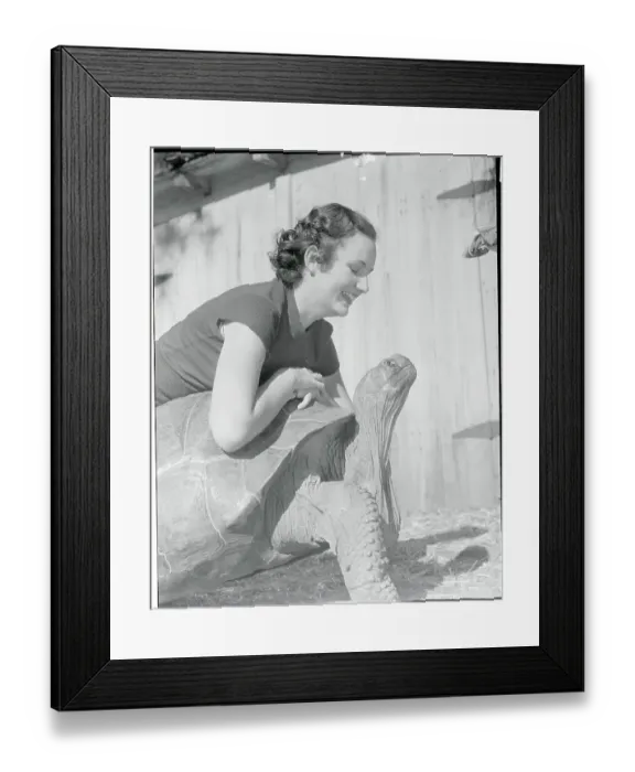 Framed Print : Woman Posing with Giant Tortoise Framed Print : Woman Posing with Giant Tortoise