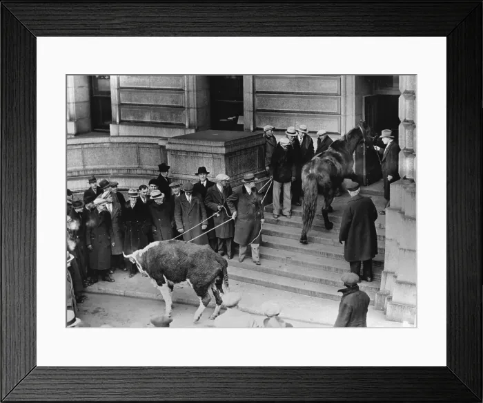 Framed Print : Livestock Being Brought to State House Framed Print : Livestock Being Brought to State House