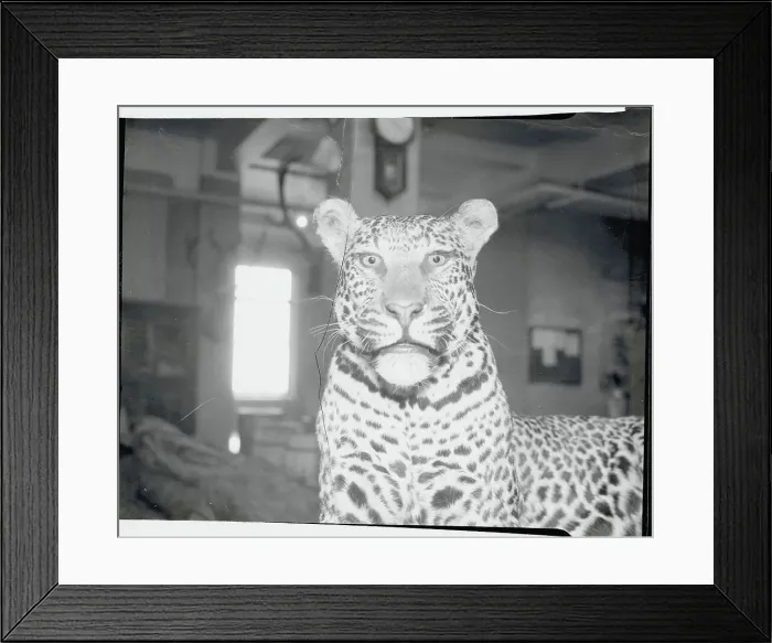Framed Print : Large Stuffed Leopard Framed Print : Large Stuffed Leopard