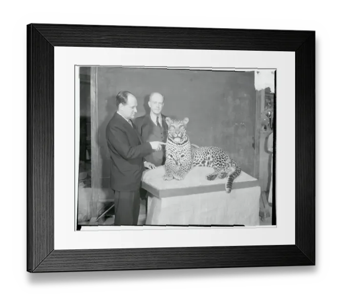 Framed Print : F. Trubee Davison and Martin Johnson Gazing at Stuffed Leopard Framed Print : F. Trubee Davison and Martin Johnson Gazing at Stuffed Leopard