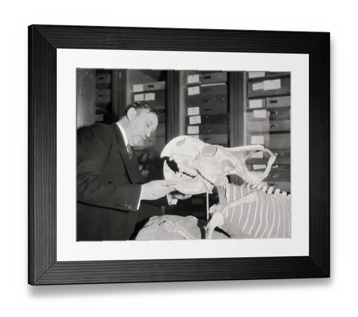 Framed Print : Walter Granger Assembling Dinosaur Skeleton
