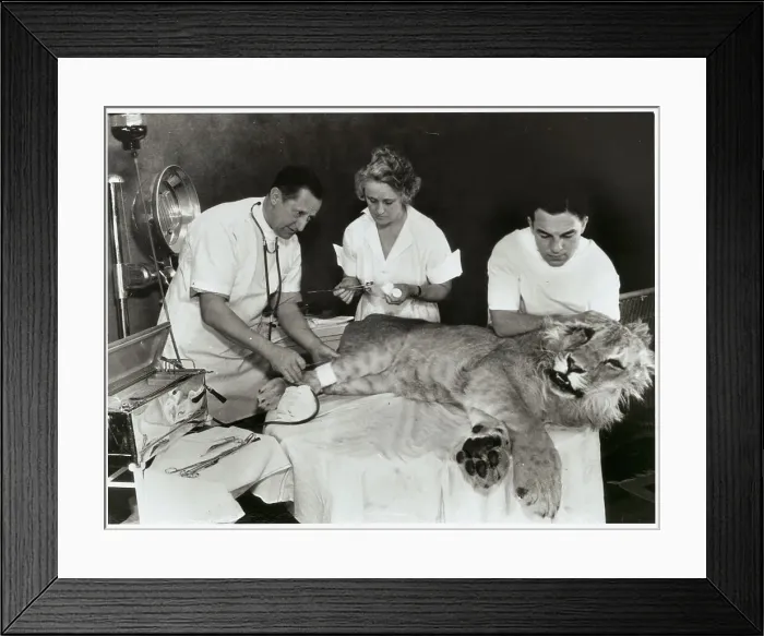Framed Print : W. A. Jaquiss and Assistants with Sick Lion Framed Print : W. A. Jaquiss and Assistants with Sick Lion
