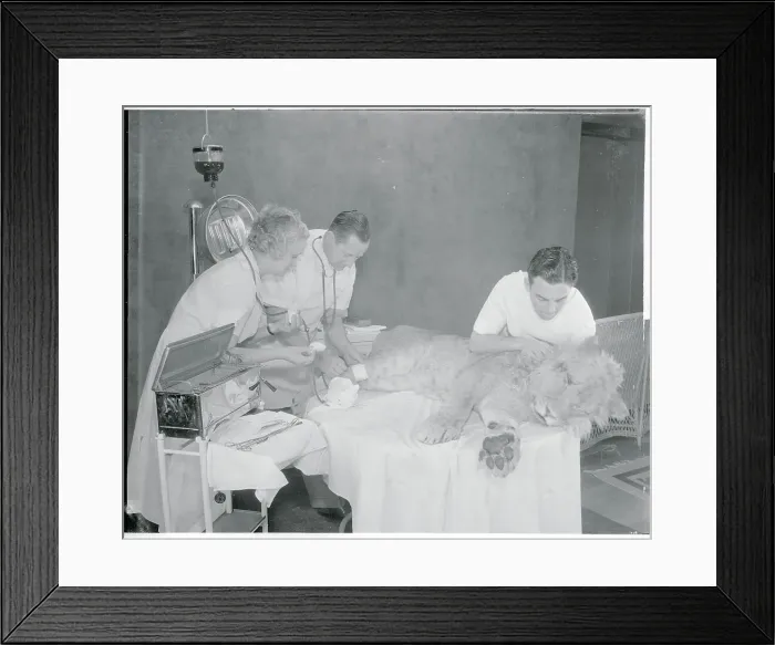 Framed Print : Doctor Performing Transfusion on Lion Framed Print : Doctor Performing Transfusion on Lion