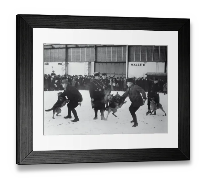 Framed Print : Dogs Being Trained for Capture of Suspects Framed Print : Dogs Being Trained for Capture of Suspects