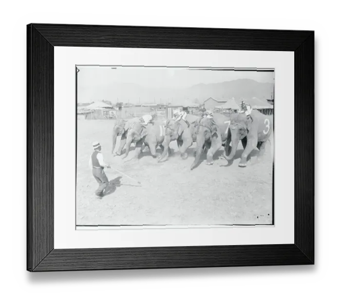 Framed Print : Jockeys Riding Elephants Framed Print : Jockeys Riding Elephants