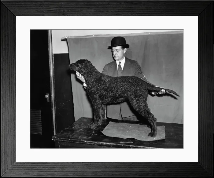 Framed Print : Curly-coated Retriever Champion Framed Print : Curly-coated Retriever Champion
