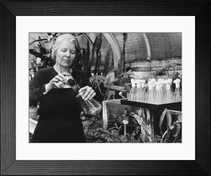 Framed Print : Botanist Working on Plant Life in Laboratory Framed Print : Botanist Working on Plant Life in Laboratory