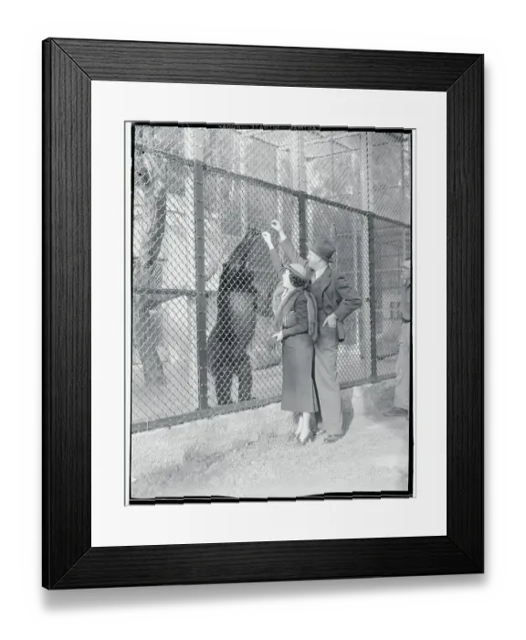 Framed Print : Mr. and Mrs. Martin Johnson Feeding a Gorilla Framed Print : Mr. and Mrs. Martin Johnson Feeding a Gorilla
