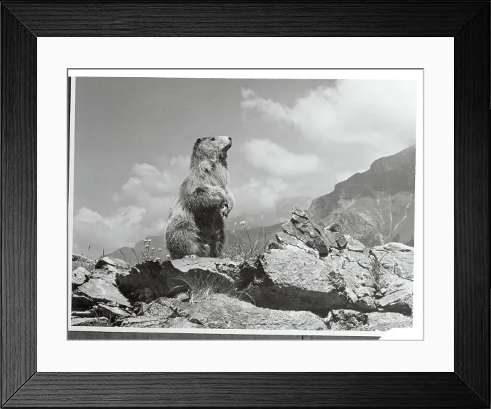 Framed Print : Woodchuck Scenting Danger Framed Print : Woodchuck Scenting Danger