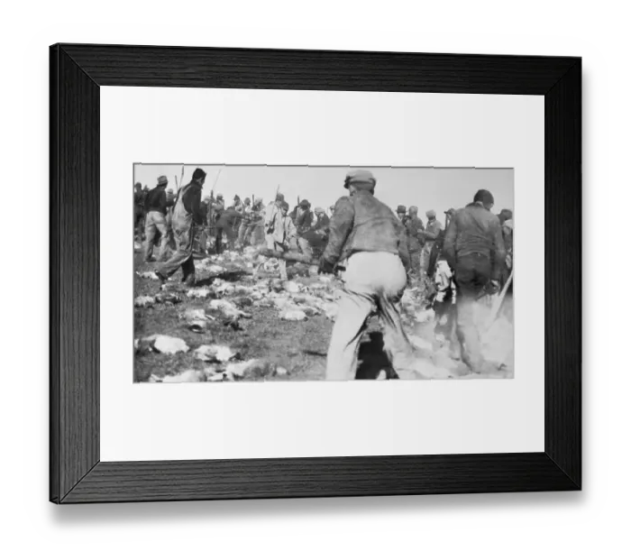 Framed Print : Farmers Hunting Jackrabbits with Clubs Framed Print : Farmers Hunting Jackrabbits with Clubs
