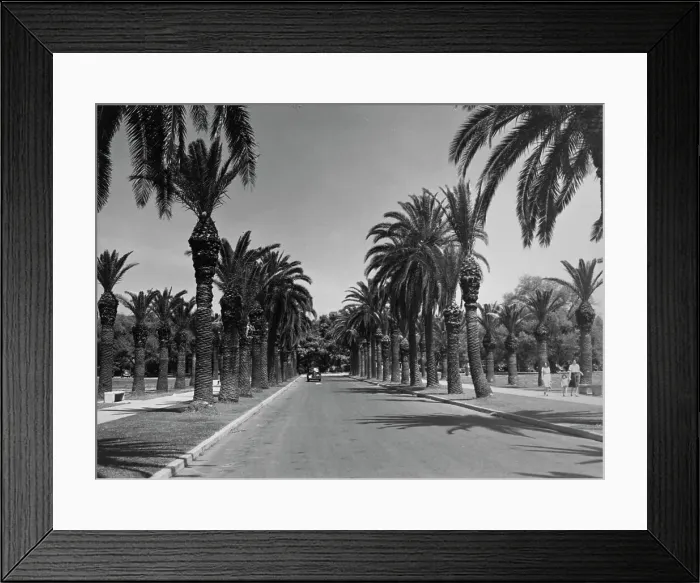 Framed Print : Palm Trees in City Park, New Orleans Framed Print : Palm Trees in City Park, New Orleans