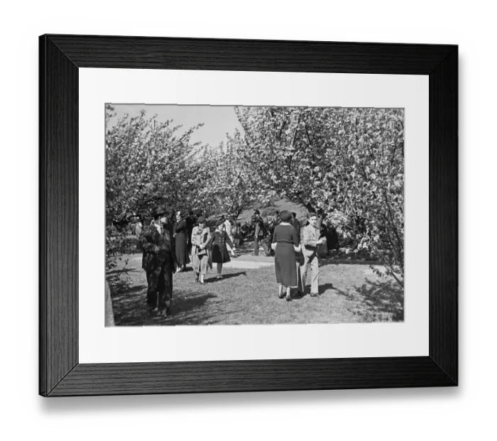 Framed Print : Cherry Blossom Trees, Prospect Park Framed Print : Cherry Blossom Trees, Prospect Park